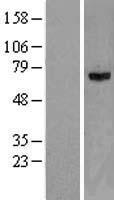 NEI3 (NEIL3) Human Over-expression Lysate