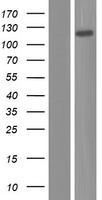 KIRREL1 Human Over-expression Lysate