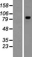 Rsafd1 (TYW1) Human Over-expression Lysate