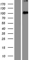 EXOC2 Human Over-expression Lysate
