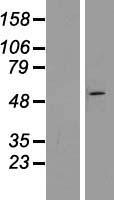 ZNF654 Human Over-expression Lysate