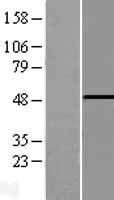 PHF10 Human Over-expression Lysate