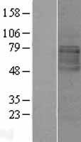 LMBRD1 Human Over-expression Lysate