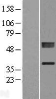 PLCXD1 Human Over-expression Lysate