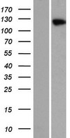 Hairless (HR) Human Over-expression Lysate