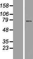 SPATA7 Human Over-expression Lysate