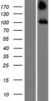 TBC1D2 Human Over-expression Lysate