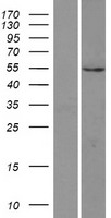 PI4K2A Human Over-expression Lysate