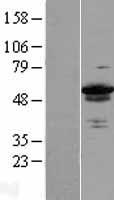 ZC3H15 Human Over-expression Lysate