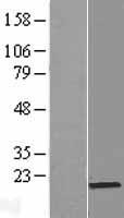 PRR13 Human Over-expression Lysate