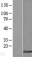 CYTL1 Human Over-expression Lysate