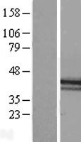 Macro H2A.2 (H2AFY2) Human Over-expression Lysate