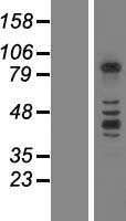 Protocadherin beta 3 (PCDHB3) Human Over-expression Lysate