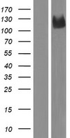 PCDHAC1 Human Over-expression Lysate