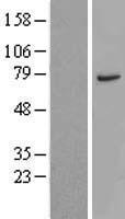 CTTNBP2NL Human Over-expression Lysate