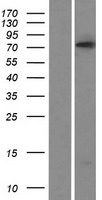 PRDM5 Human Over-expression Lysate