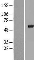TUBA8 Human Over-expression Lysate