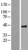 DAZAP1 Human Over-expression Lysate