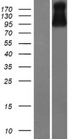 VSIG10 Human Over-expression Lysate