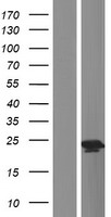 Gastrokine 1 (GKN1) Human Over-expression Lysate
