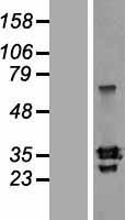 SLAMF8 Human Over-expression Lysate