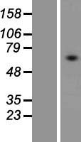 TM9SF3 Human Over-expression Lysate