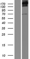 UGGT (UGGT1) Human Over-expression Lysate