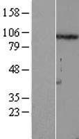 FSTL5 Human Over-expression Lysate
