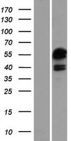 ATXN7L3 Human Over-expression Lysate