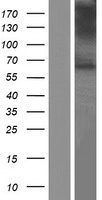 VGluT1 (SLC17A7) Human Over-expression Lysate