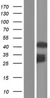AVEN Human Over-expression Lysate