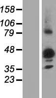 NIPAL3 Human Over-expression Lysate