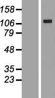 VARS2 Human Over-expression Lysate