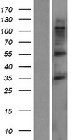 TMCC3 Human Over-expression Lysate