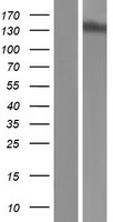 Exportin 5 (XPO5) Human Over-expression Lysate