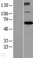 ZBTB2 Human Over-expression Lysate