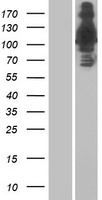 C17orf27 (RNF213) Human Over-expression Lysate