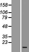 LD78 beta (CCL3L1) Human Over-expression Lysate