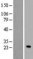 IFNA7 Human Over-expression Lysate