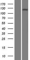 Adenylate cyclase 1 (ADCY1) Human Over-expression Lysate