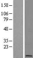 POLR2L Human Over-expression Lysate