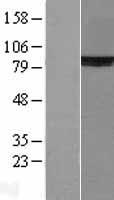 Ku80 (XRCC5) Human Over-expression Lysate