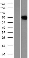 Netrin 4 (NTN4) Human Over-expression Lysate
