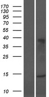 LAIR2 Human Over-expression Lysate