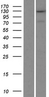 TRAPPC11 Human Over-expression Lysate