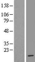 H4C11 Human Over-expression Lysate