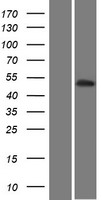 PKNOX2 Human Over-expression Lysate