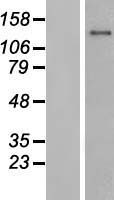 HEATR6 Human Over-expression Lysate