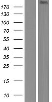KIF13A Human Over-expression Lysate