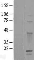 GPSM3 Human Over-expression Lysate